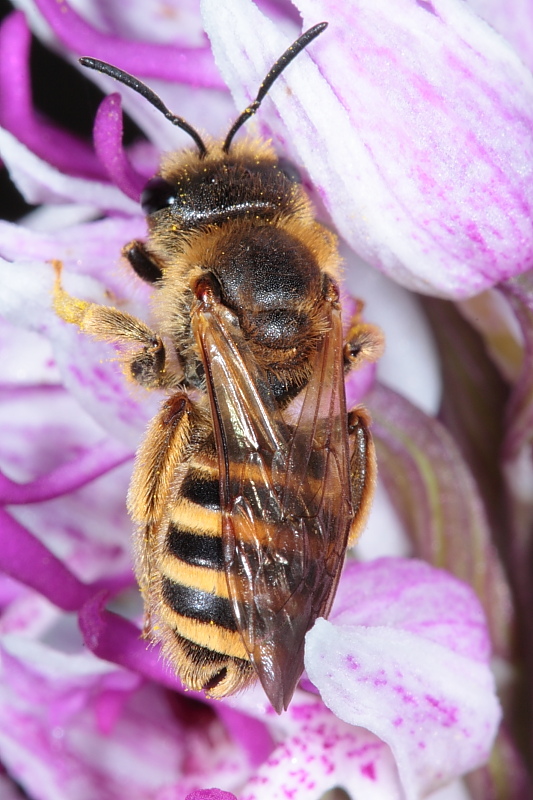 Impollinatore di Orchis simia: Halictus sp. F (Apidae Halictinae)